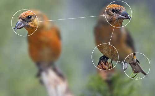 Photo of two birds overlaid with a typical set of eye movements